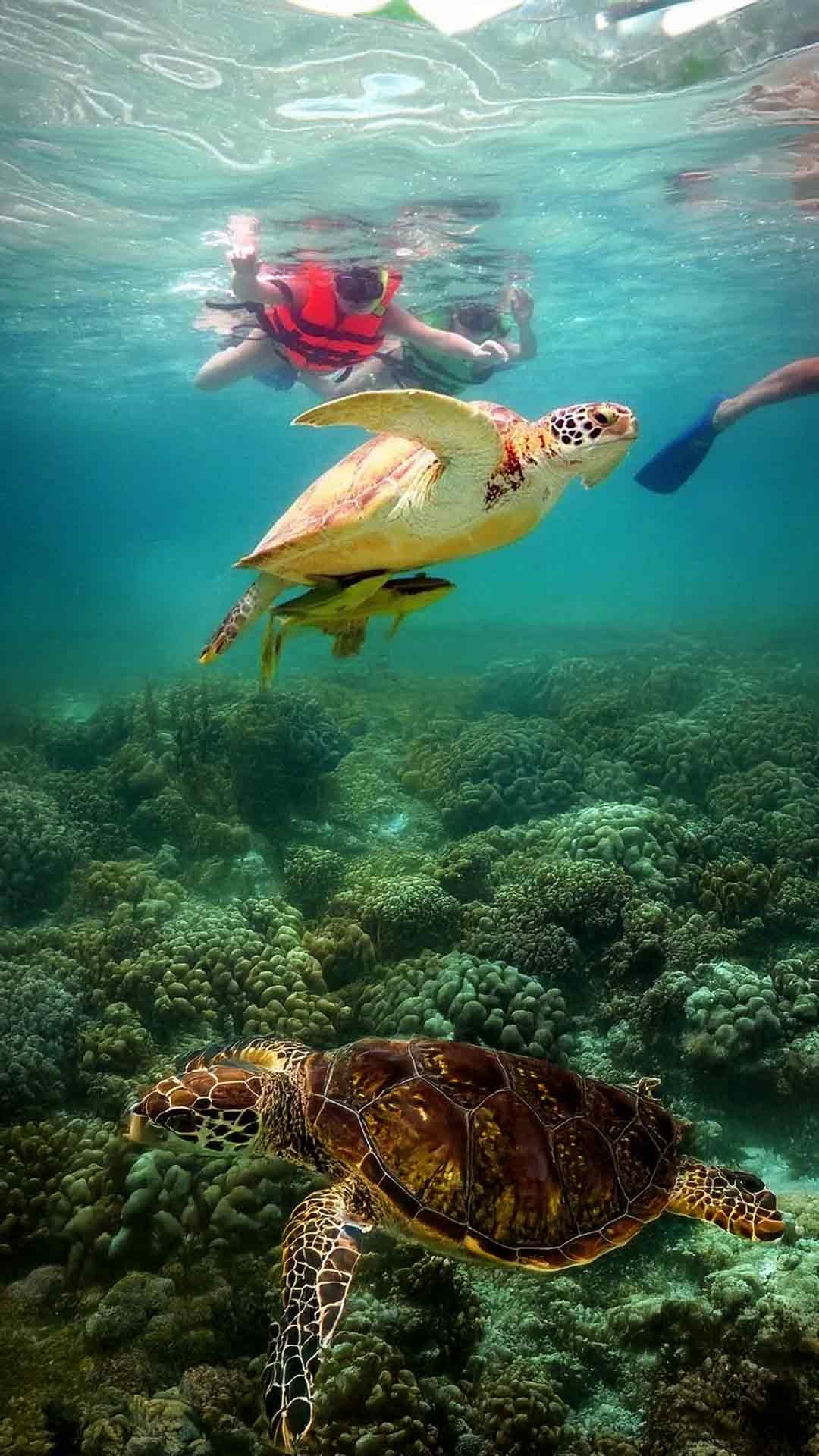 Tour a Tulum, cenotes y nado con tortugas — 2