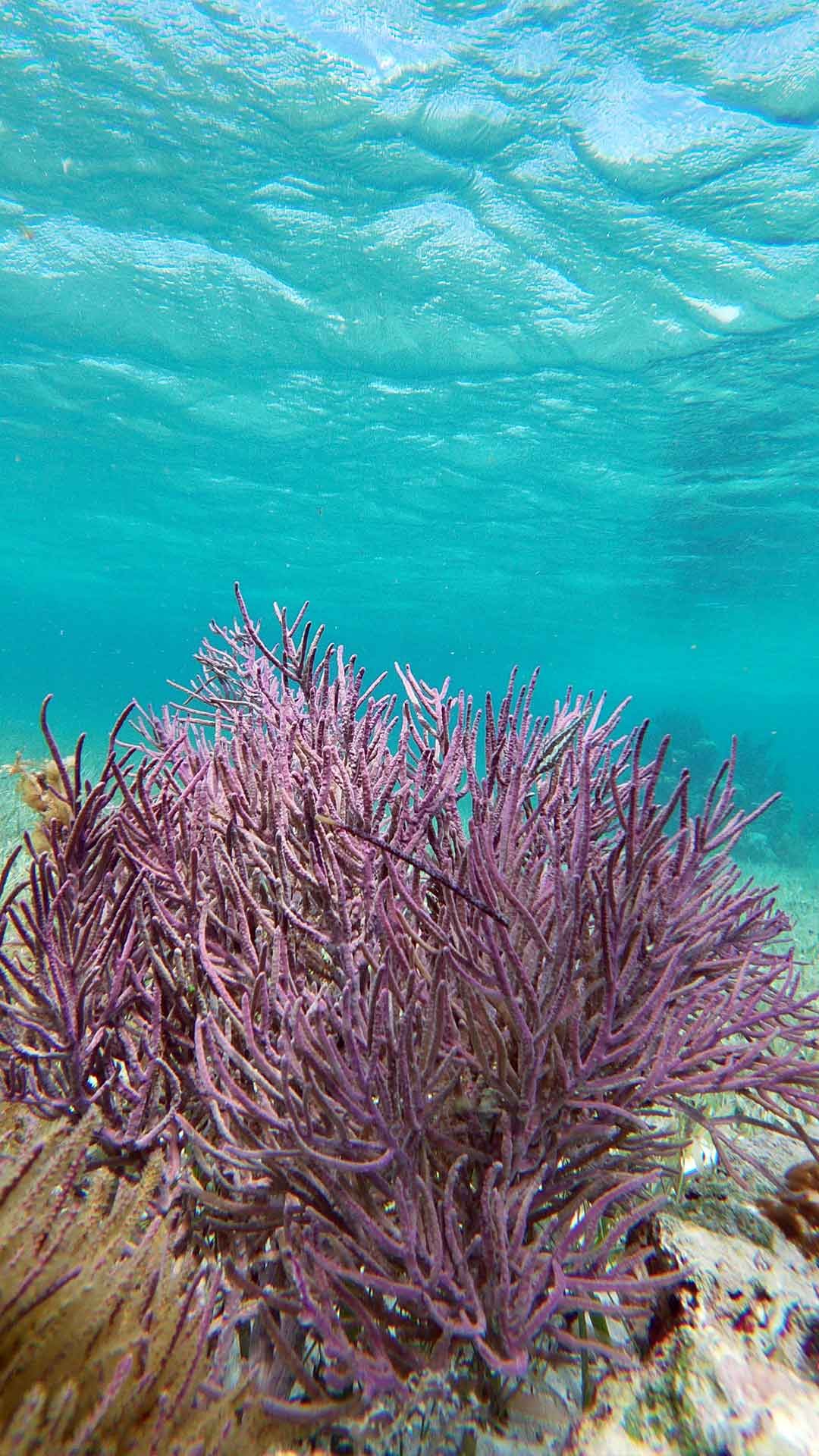Snorkeling Adventure — 5