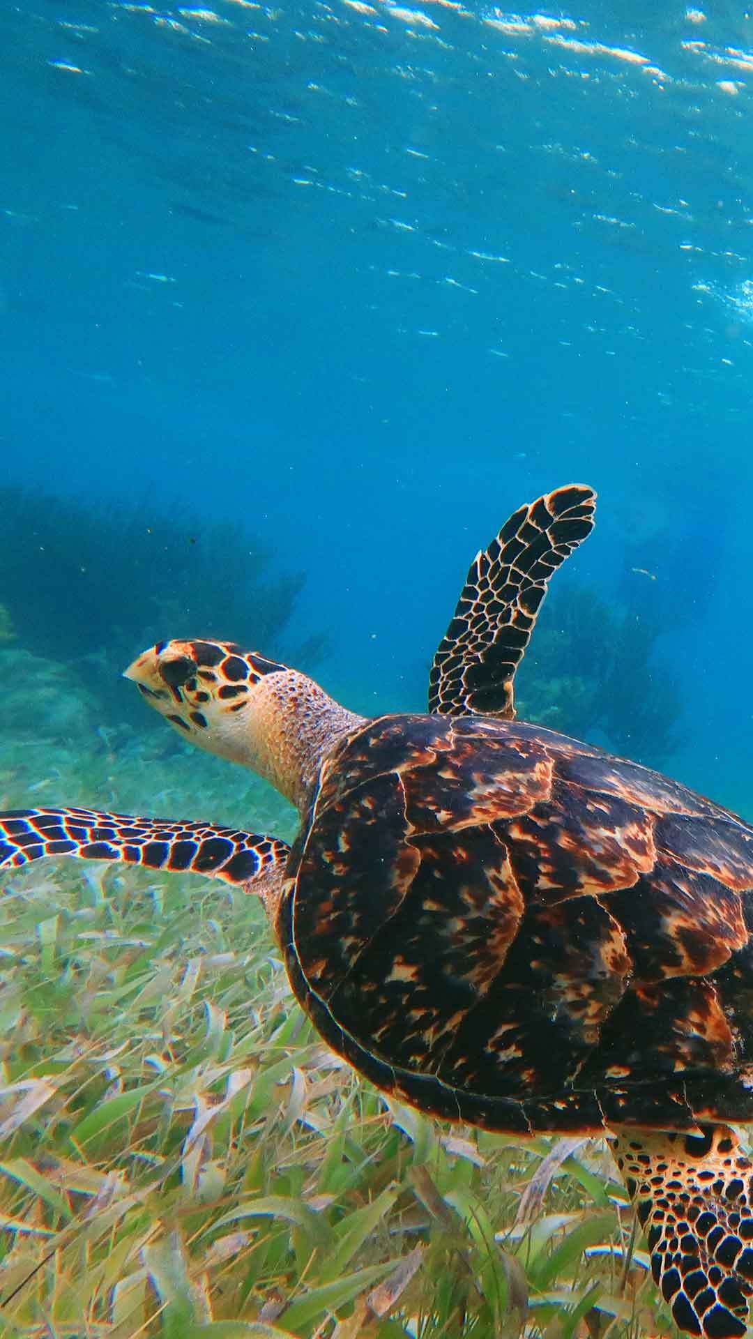 Snorkeling Adventure — 3