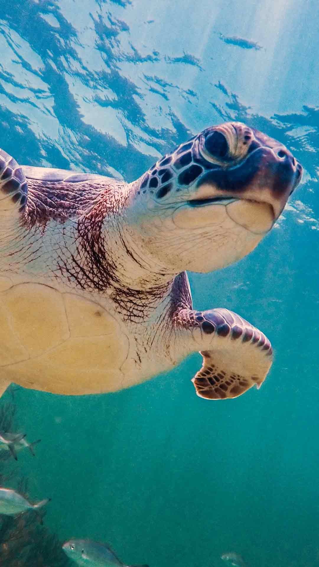 Tour a Tulum, cenotes y nado con tortugas — 5